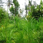 Land for sale in Ubud Bali - LUB162