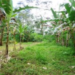 Land for sale in Ubud - LUB165