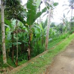 Land for sale in Ubud - LUB169
