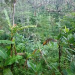 Land for sale in Ubud - LUB169