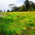 Land for sale in Canggu Bali - LCG075