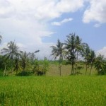 Land for sale in Canggu Bali - LCG079