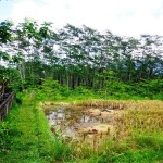 Land for sale in Tabanan Bali LTB015