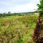 Land for sale in Tabanan Bali LTB016