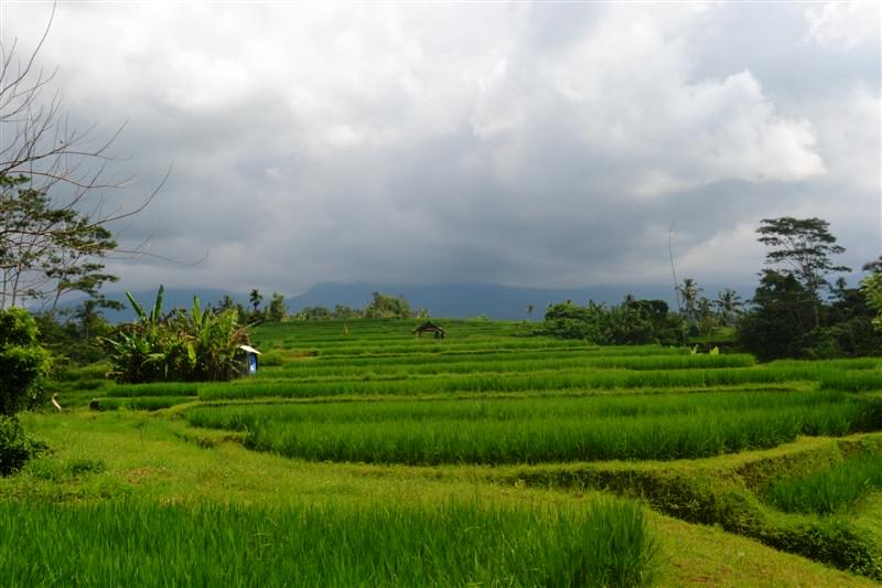 Land for sale in Tabanan Bali