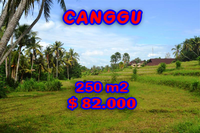 Property-for-sale-in-Canggu-land