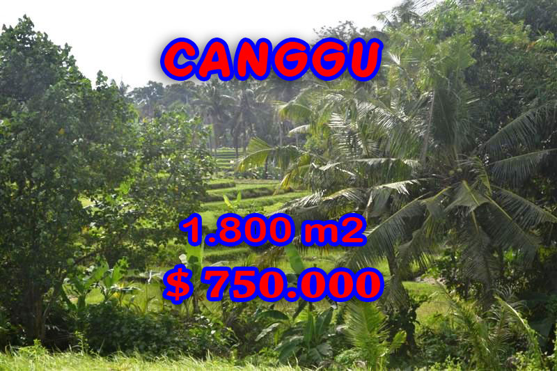 Land in Canggu Bali for sale