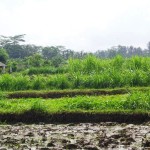 Ubud Land for sale in Ubud Bali