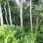 Land for sale in Ubud Bali