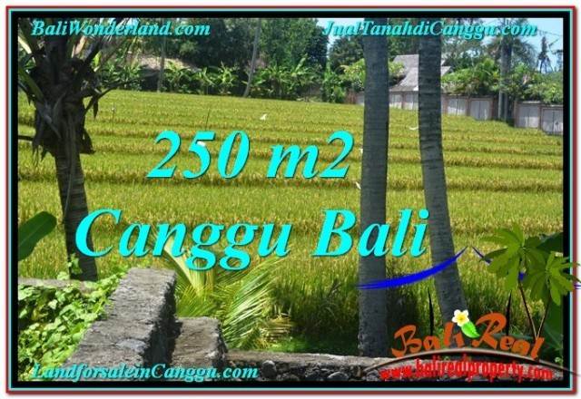 FOR SALE Magnificent 250 m2 LAND IN CANGGU TJCG207