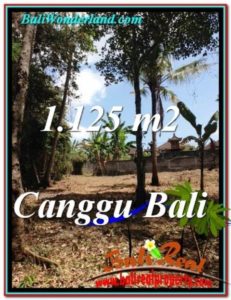 FOR SALE Exotic 1,125 m2 LAND IN CANGGU TJCG208