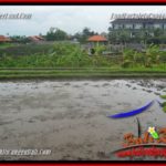 Affordable 600 m2 LAND FOR SALE IN CANGGU TJCG220