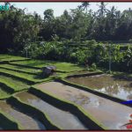 Exotic PROPERTY 4,000 m2 LAND IN TABANAN FOR SALE TJTB579