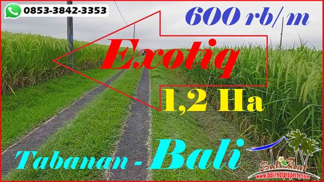 Exotic PROPERTY TABANAN 12.000 m2 LAND FOR SALE TJTB598