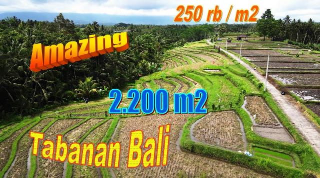 Magnificent 2,200 m2 LAND SALE IN Marga Tabanan BALI TJTB695