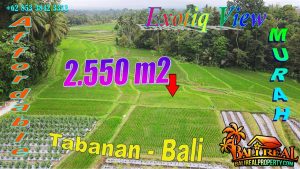 Beautiful PROPERTY LAND SALE IN Penebel Tabanan TJTB778