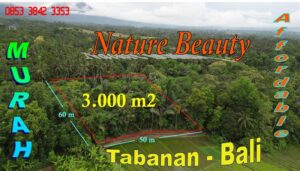 Magnificent PROPERTY 3,000 m2 LAND SALE IN TABANAN TJTB794