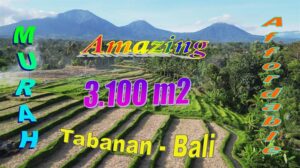 Magnificent PROPERTY 3,100 m2 LAND IN TABANAN FOR SALE TJTB788